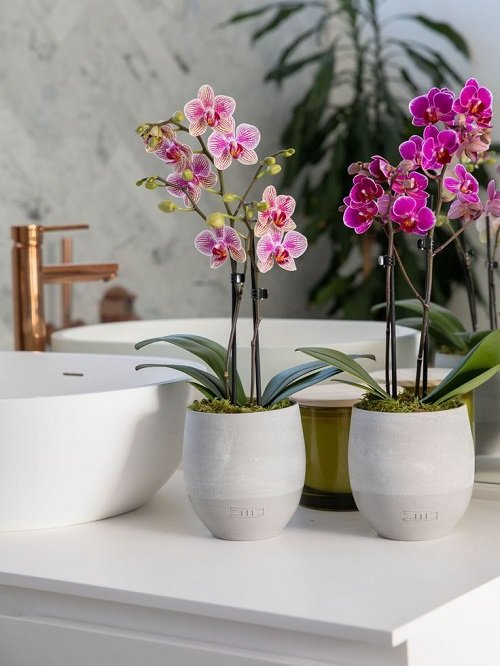 Orchid Care Tips 19