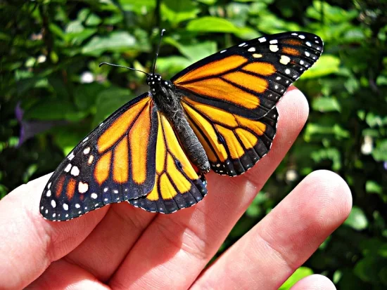 Do Butterflies Bite