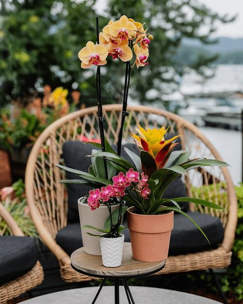 orchids for Gifting