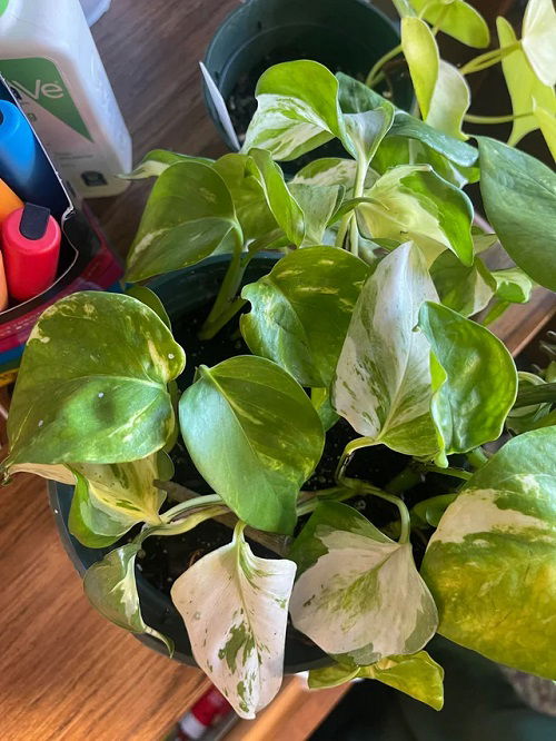 overcrowing Pothos Leaves Curling