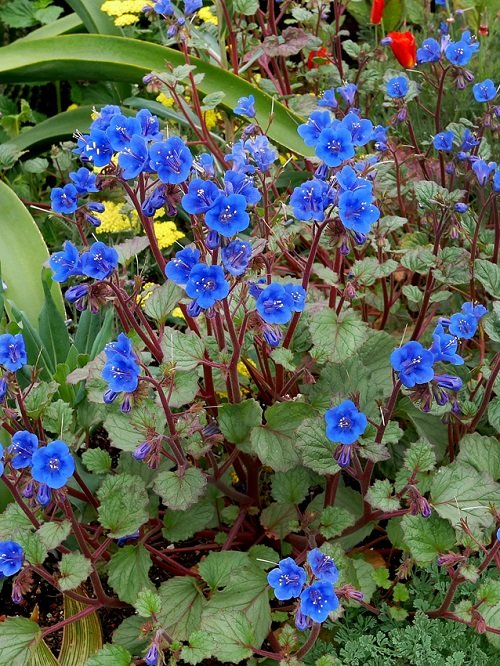 Blue Wild Flower 11