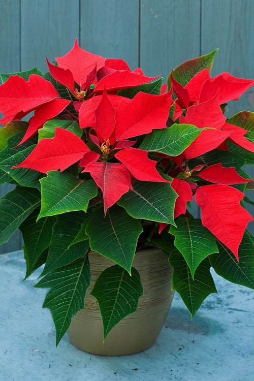 How to Keep Your Poinsettia Plant Red for a Long Time 3