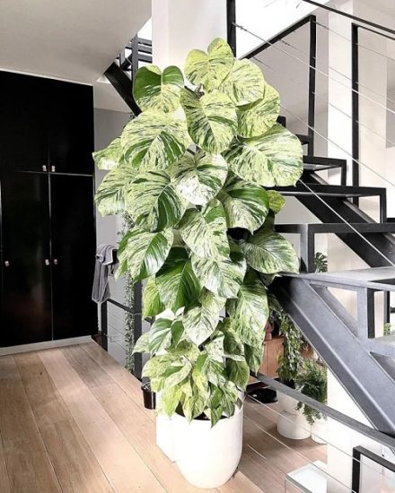 How to Grow a Pothos as a Tree | Balcony Garden Web