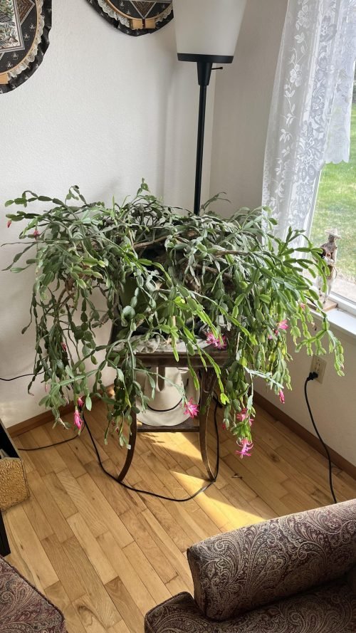 Common Christmas Cactus Growing Mistakes to Avoid   Improper Pruning
