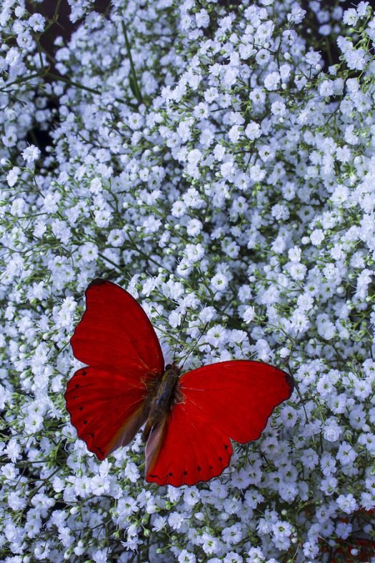 Red Butterfly Meaning 2