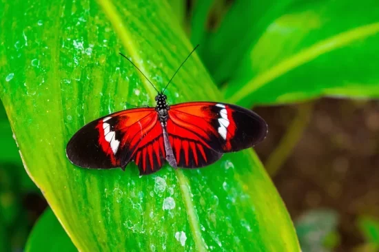 Red Butterfly Meaning