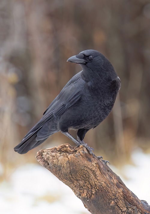 What Does it Mean When a Crow Visits You