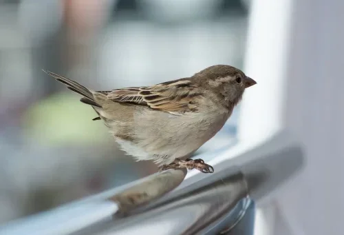 What Does it Mean  When a Sparrow Visits Inside Your Home