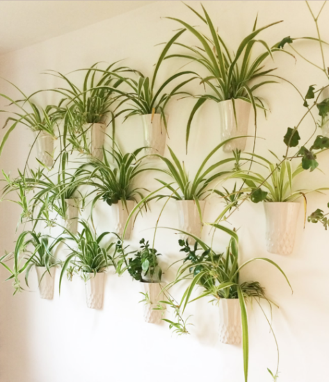 18 Amazing Spider Plant Wall Decor Ideas | Balcony Garden Web