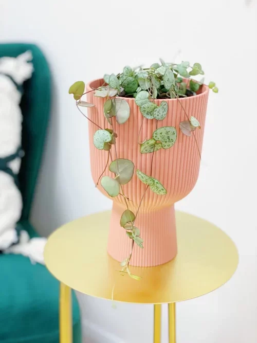 Succulents that Make You Lucky 9