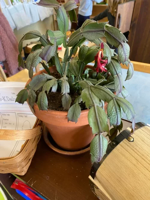 christmas Cactus Growing Mistakes to Avoid humidity