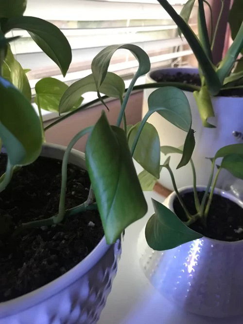 Pothos Leaves Curling Reasons and Solutions