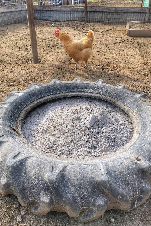 Chicken Dust Bath 1