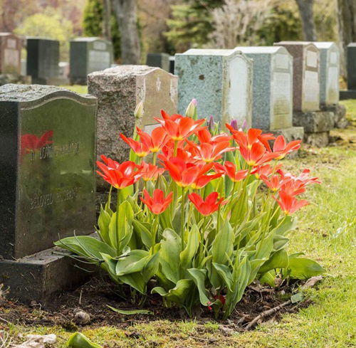 Tulip flowers for Graves