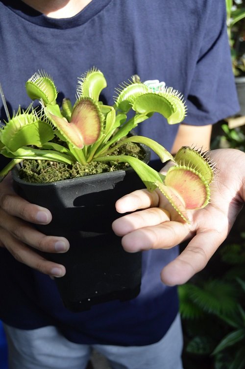 How to Grow a Big Venus Fly Trap Plant 1