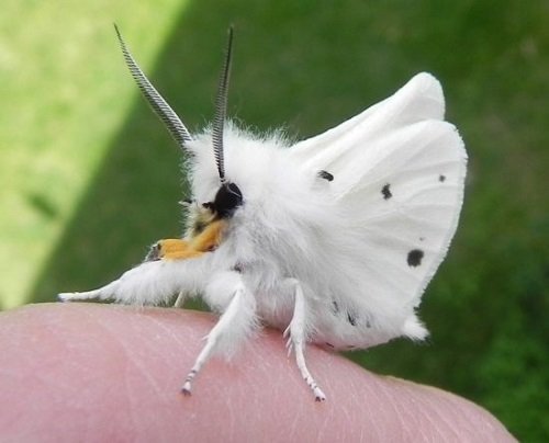 Fluffy and Fuzzy Moths 1
