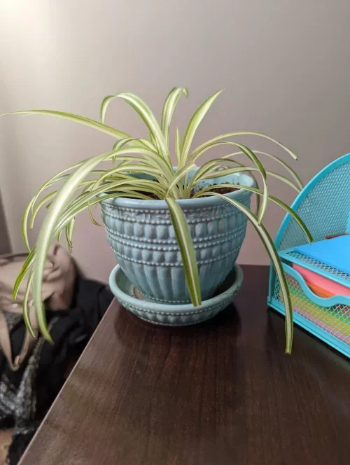 Spider Plant Brown Tips 11