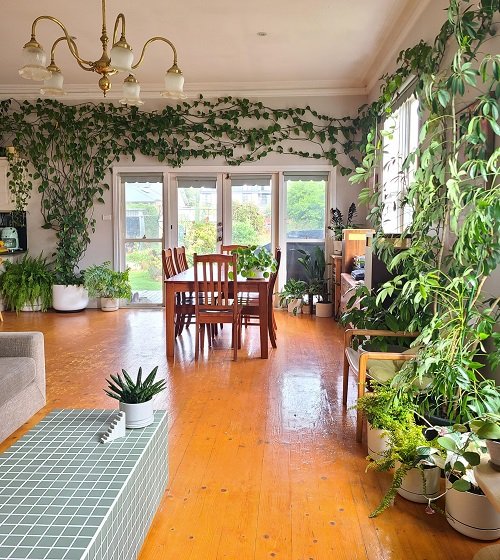 Indoor Vines that Give Jungle Vibes 1