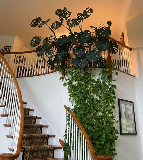 Monstera and Pothos Staircase Jungle vibe