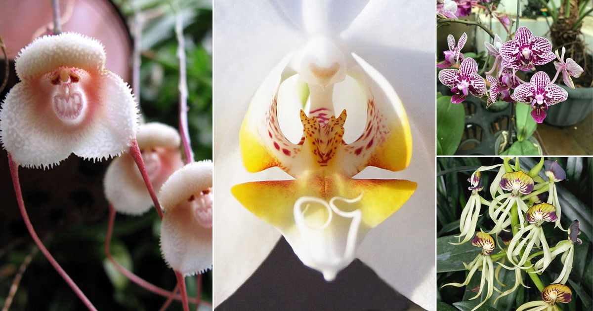 10 Orchids That Look Like Animals 