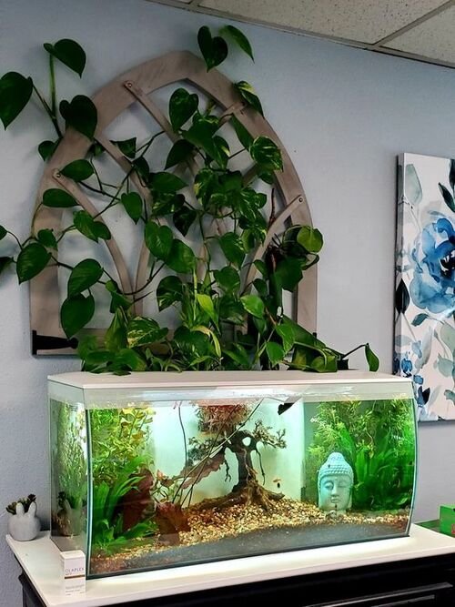 A Zen Fish Tank with Pothos