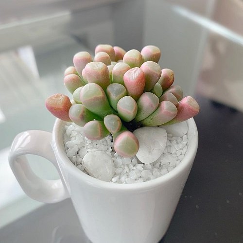 Cute Little Mini Succulents for a Garden in cup