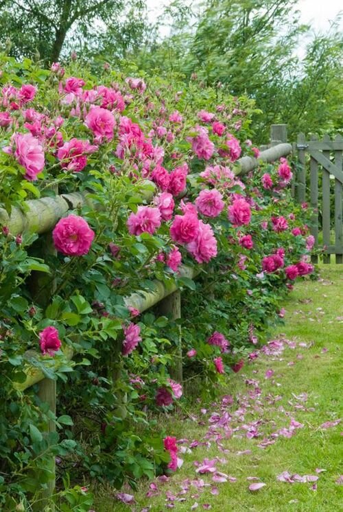  Pink Roses Covering the Fence 11