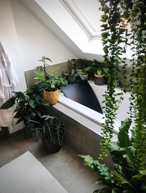 Plants in the Bathroom 1