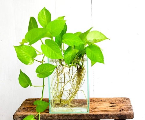 Growing Pothos in Small Tank