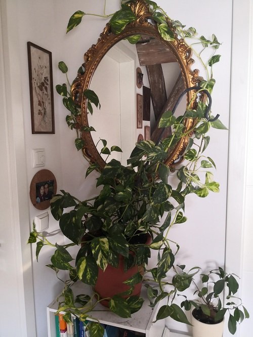 Pothos Wreath on a Vintage Mirror