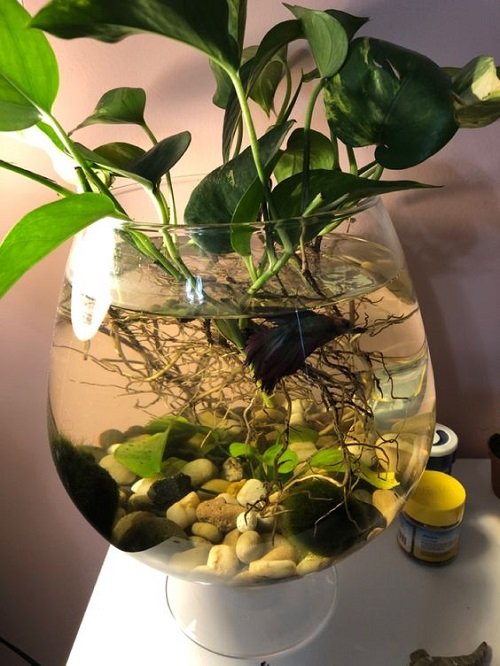 Glass Vase Turned Fish Tank