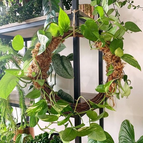 Wreath from Pothos Cutting