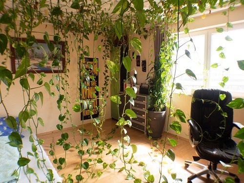 A True Jungle Bedroom with Pothos Vines
