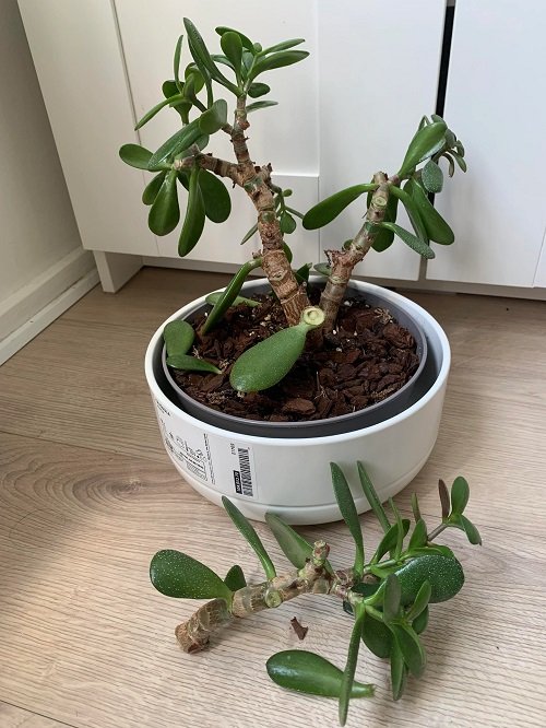 Jade Plant Leaves Falling Off poor draniage