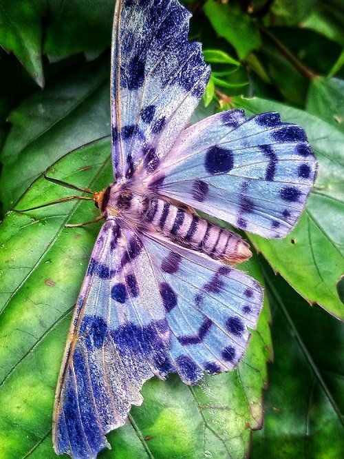 Blue Day Moth