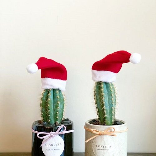 Accessorizing Your Plants with Santa Hats