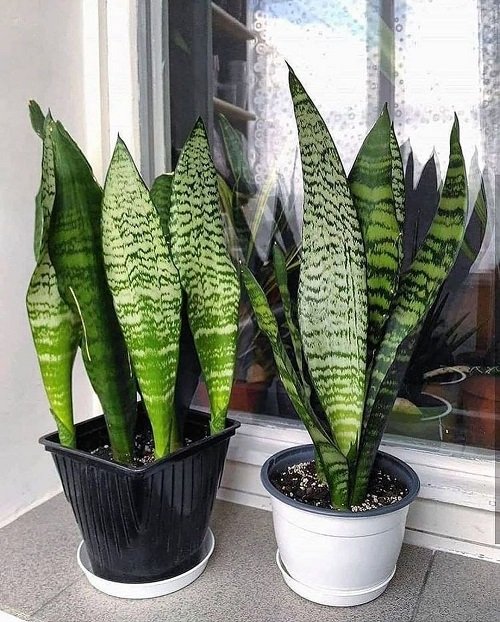 Grow Snake Plant for Free 3