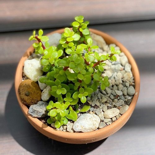 For a charming garden, use tiny little succulents.