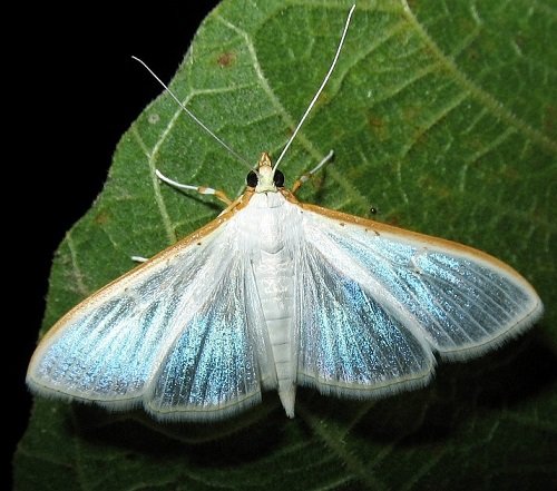 amazing Beautiful Blue Moths