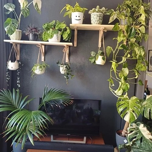 Indoor Vines that Give Jungle Vibes 3