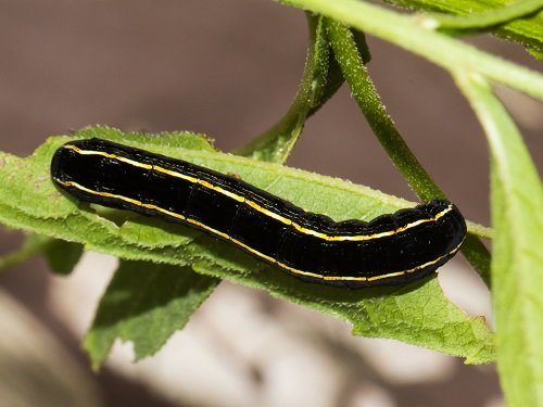 Yellow Striped Armyworm on plant