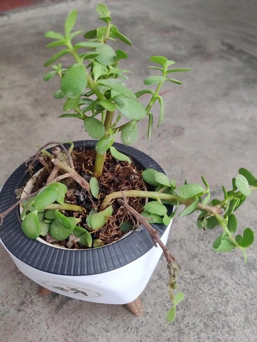 Jade Plant Leaves Falling Off lack of sunlight