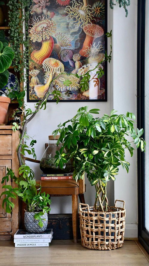 amazing Indoor Plants that Become Quick Easy Bonsai