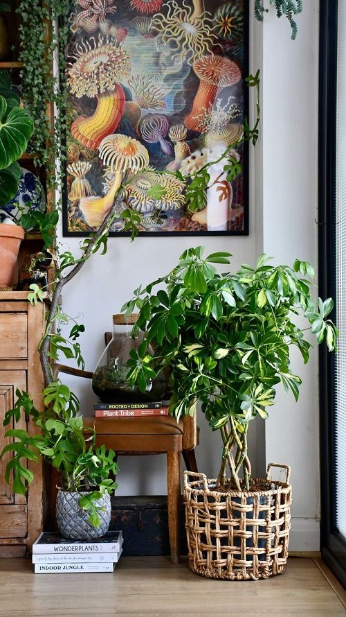 amazing Indoor Plants that Become Quick Easy Bonsai