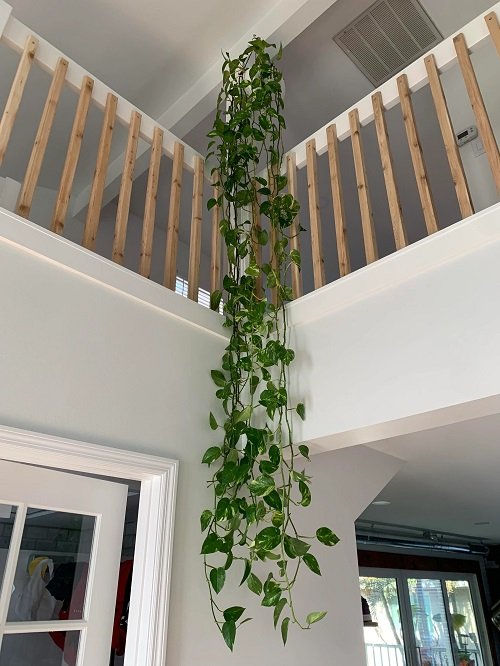 Indoor Vines that Give Jungle Vibes 5