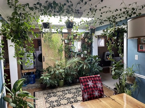 Vines in Hanging Pots and Big-Leafy Foliage look like jungle 