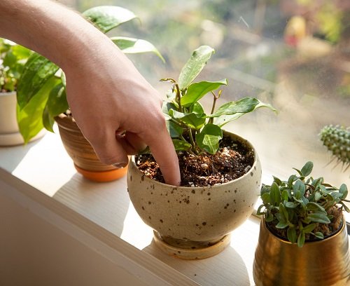  Tips to Keep Plants Healthy in a Bathroom 