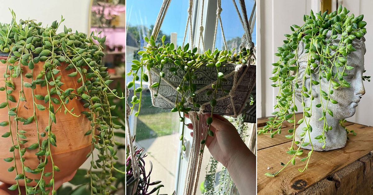 8 Plants Similar to String of Pearls | Balcony Garden Web