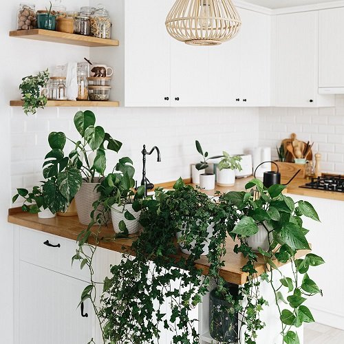 Tabletop Vine Jungle Idea for Indoors