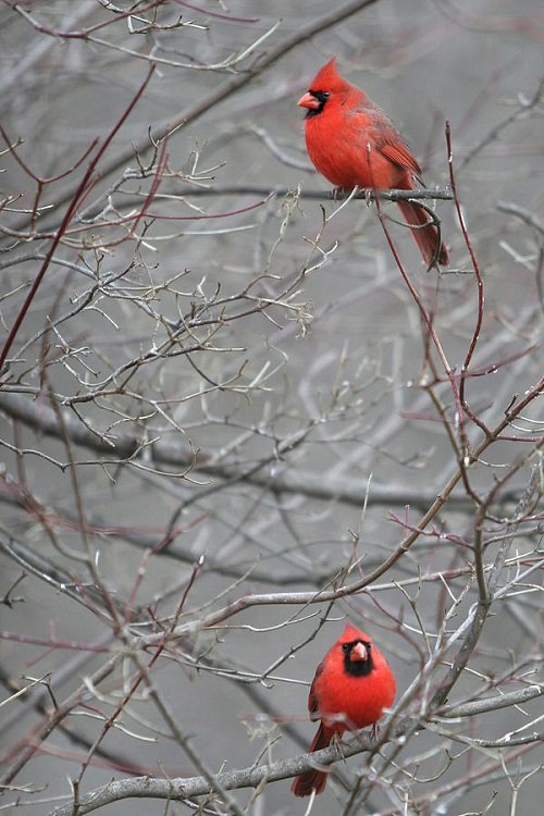 What Does It Mean When You See Two Cardinals Together 9